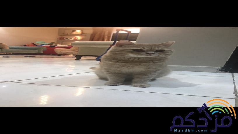قط سكوتش ستريت
