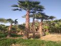 نخل واشنطن زينه للبيع واشنطونيا امريكي