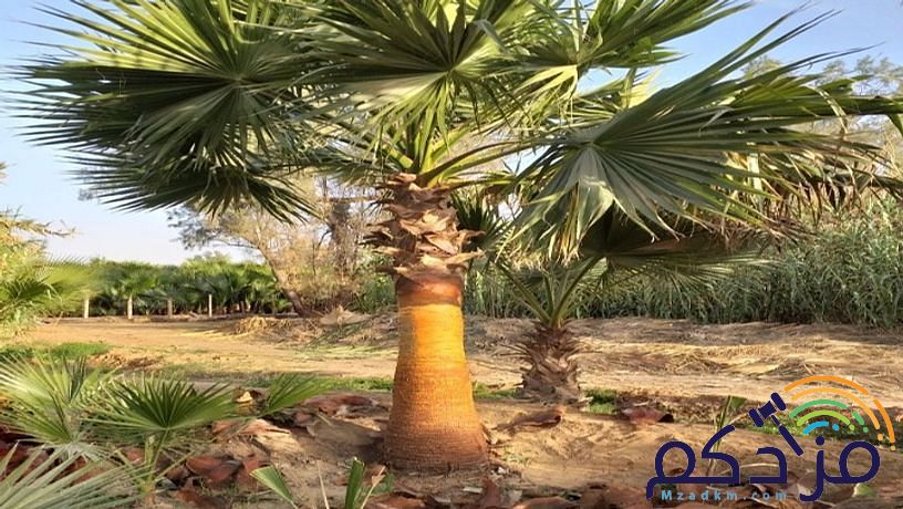 نخل واشنطن زينه للبيع واشنطونيا امريكي