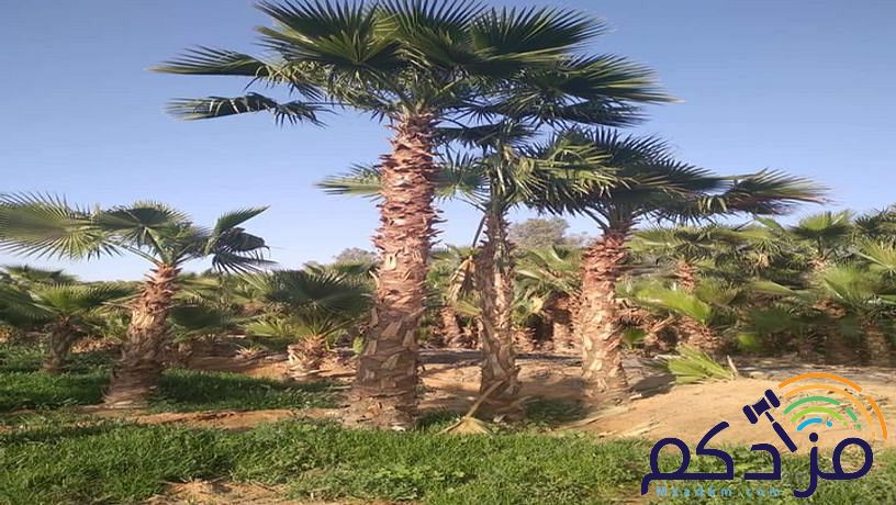 نخل واشنطن زينه للبيع واشنطونيا امريكي