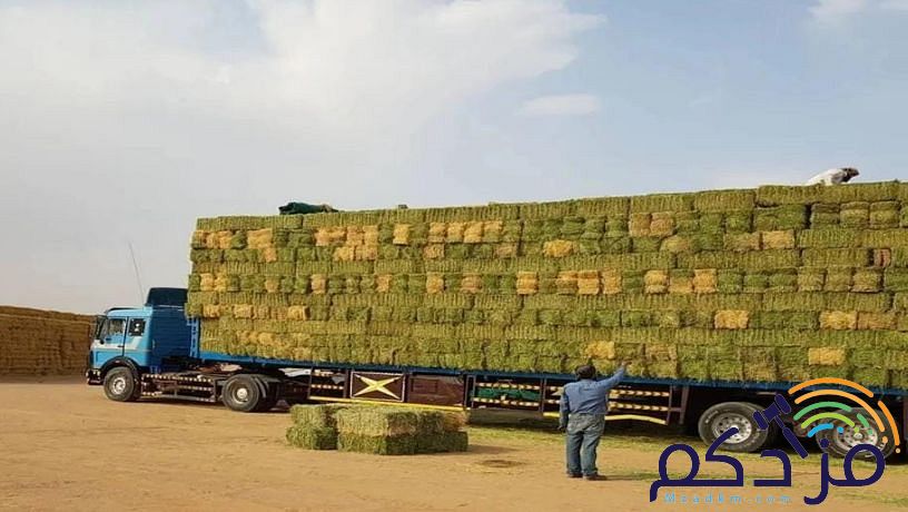 عندنا اعلاف برسيم وتبن وشعير