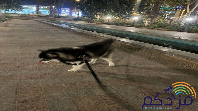 كلب فصيلة جدا نادرة