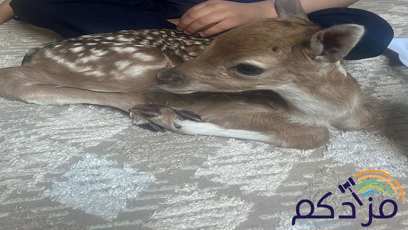 غزال هولندي