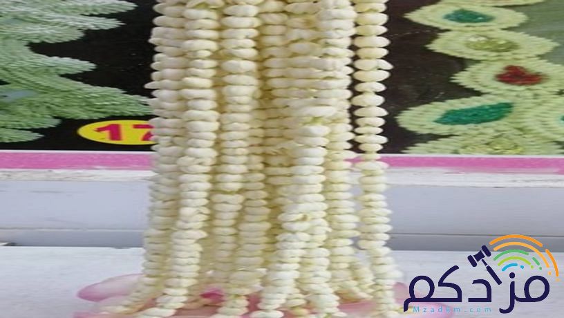 سالم لبيع جميع اشكال الفل البلدي جده