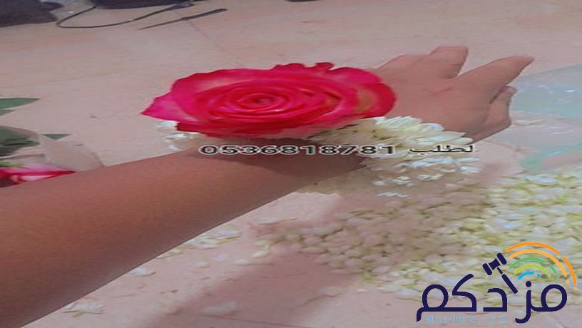 سالم لبيع جميع اشكال الفل البلدي جده