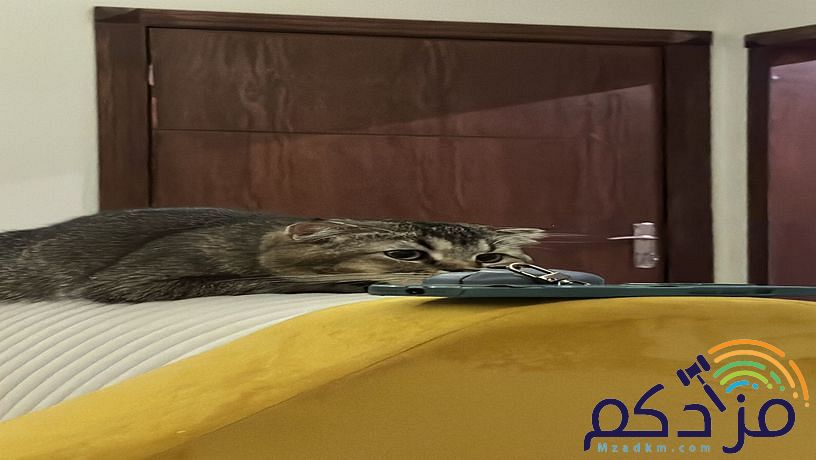 قطة سكوتش فولد
