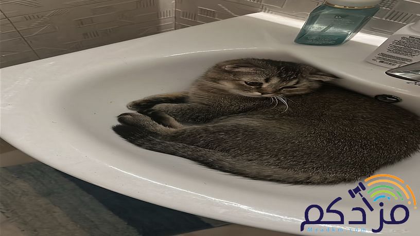 قطة سكوتش فولد