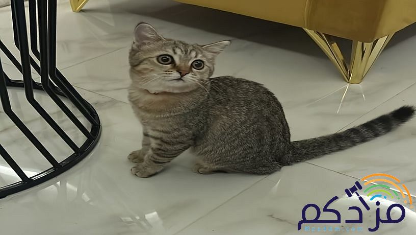 قط سكوتش ستريت