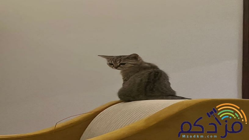 قط سكوتش ستريت