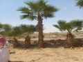 نخل وشنطن زينه بجميع المقاسات ونخل عربي مع التوصيل وزراعة ومتوجدين في أنحاء المملكة