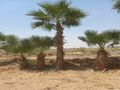 نخل وشنطن زينه بجميع المقاسات ونخل عربي مع التوصيل وزراعة ومتوجدين في أنحاء المملكة