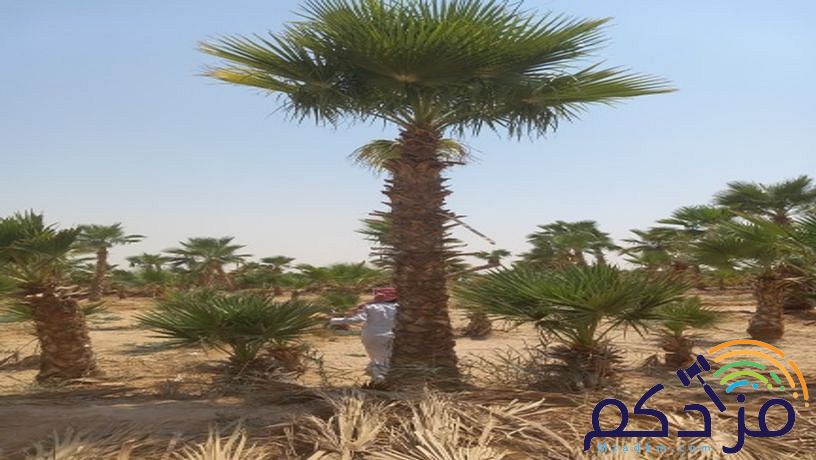 نخل وشنطن زينه بجميع المقاسات ونخل عربي مع التوصيل وزراعة ومتوجدين في أنحاء المملكة