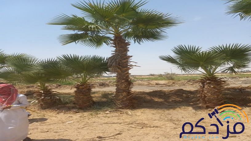 نخل وشنطن زينه بجميع المقاسات ونخل عربي مع التوصيل وزراعة ومتوجدين في أنحاء المملكة