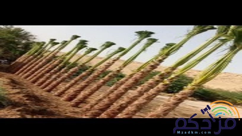 نخل وشنطن زينه بجميع المقاسات ونخل عربي مع التوصيل وزراعة ومتوجدين في أنحاء المملكة