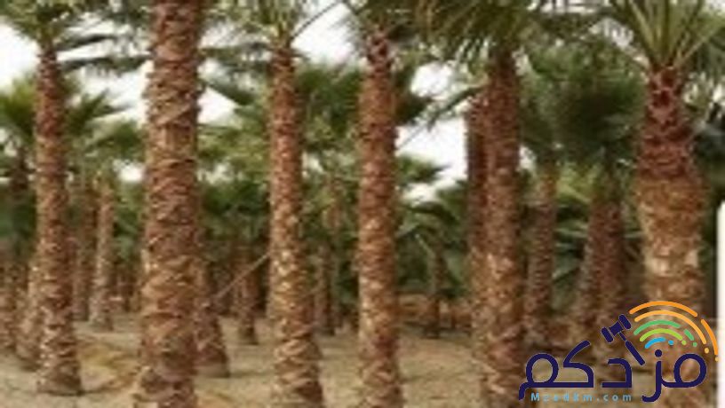 نخل وشنطن زينه بجميع المقاسات ونخل عربي مع التوصيل وزراعة ومتوجدين في أنحاء المملكة