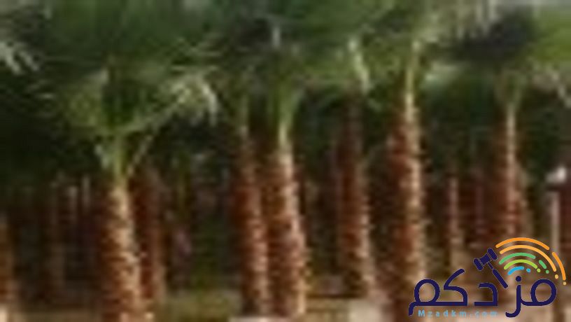 نخل وشنطن زينه بجميع المقاسات ونخل عربي مع التوصيل وزراعة ومتوجدين في أنحاء المملكة