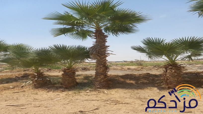 نخل وشنطن زينه بجميع المقاسات ونخل عربي مع التوصيل وزراعة ومتوجدين في أنحاء المملكة
