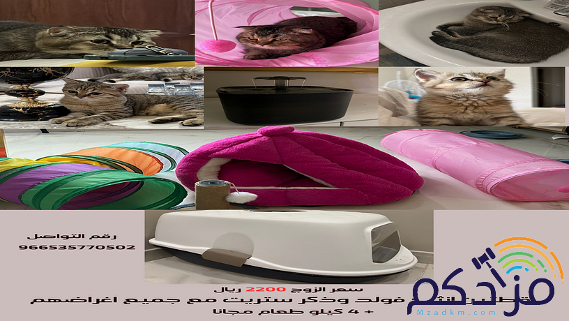 قطتين سكوتش زوج