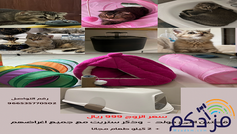 قطتين سكوتش زوج
