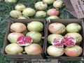للحجز رمان بيده فاخر