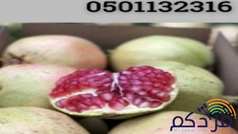 للحجز رمان بيده فاخر