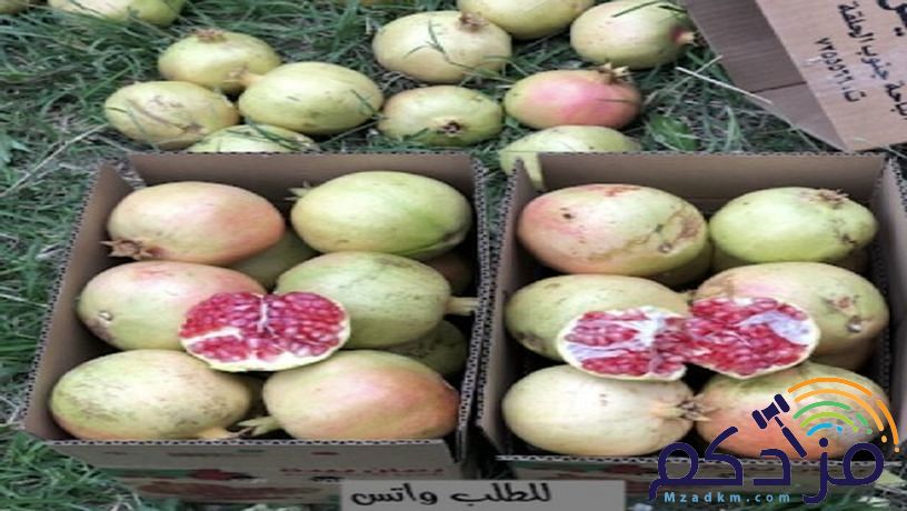 للحجز رمان بيده فاخر