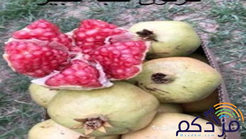 للحجز رمان بيده فاخر