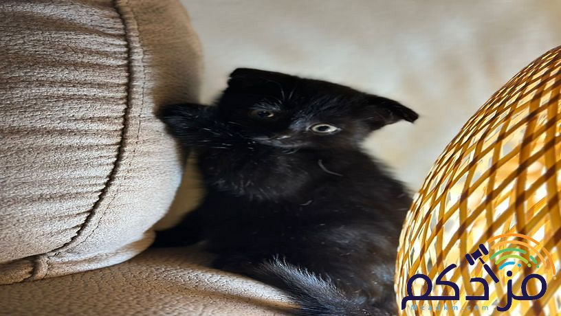 قط سكوتش اسكتلندي