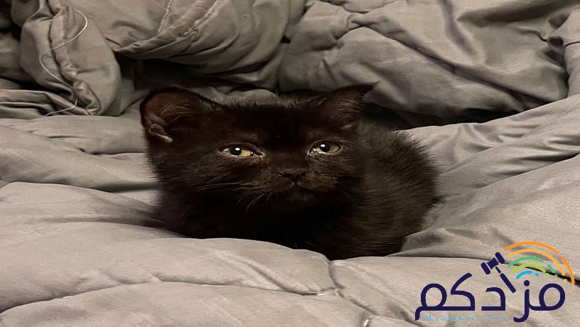 قط سكوتش اسكتلندي