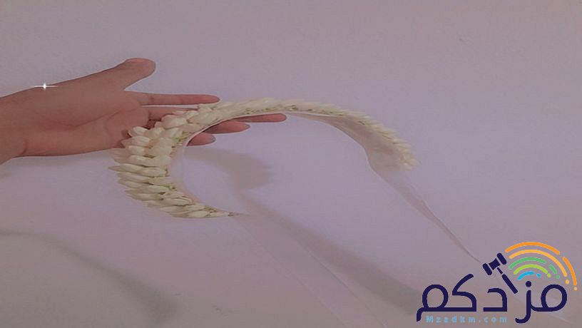 الفل البلدي الجيزاني