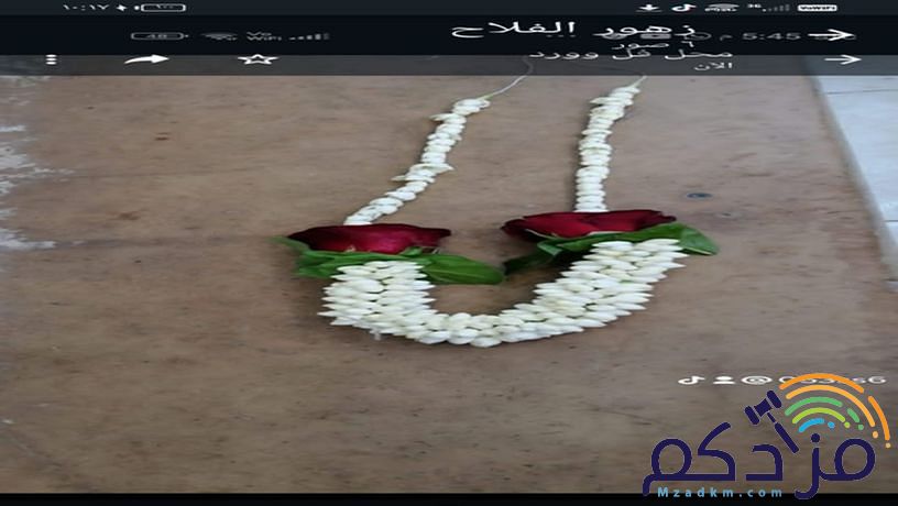الفل البلدي الجيزاني