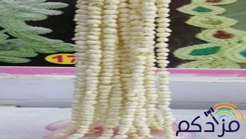 الفل البلدي الجيزاني