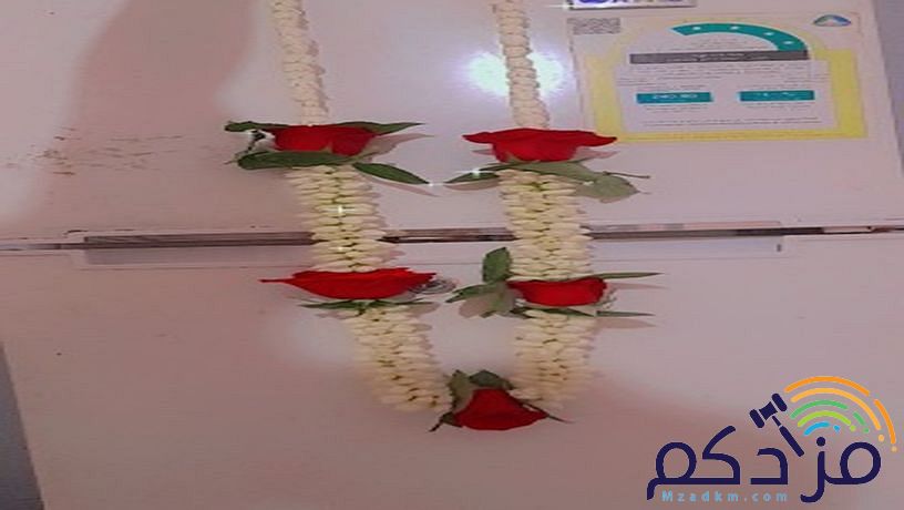 الفل البلدي الجيزاني