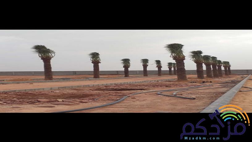 نقوم بتركيب الشبوك وزراعة النخيل