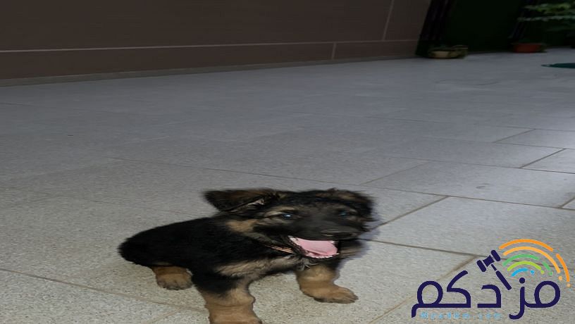 كلب انثى جيرمن شيبرد