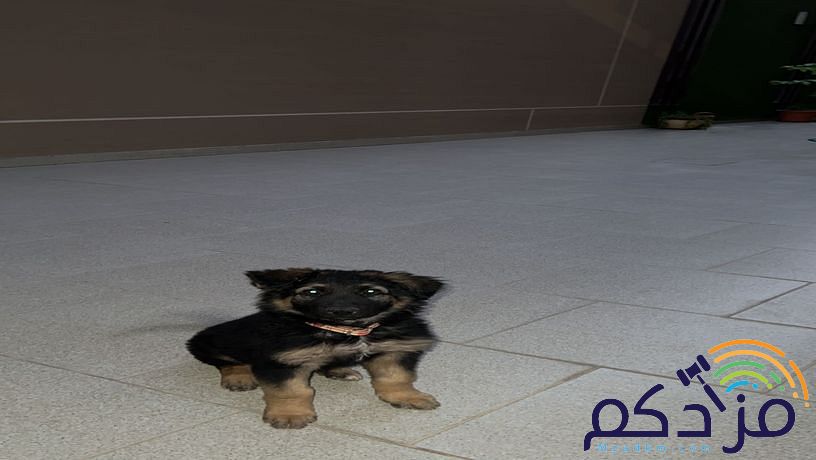كلب انثى جيرمن شيبرد