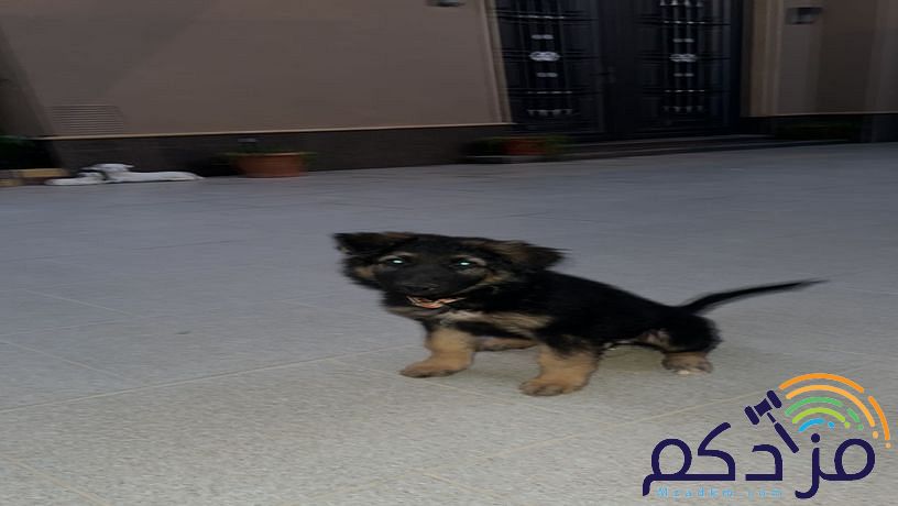 كلب انثى جيرمن شيبرد