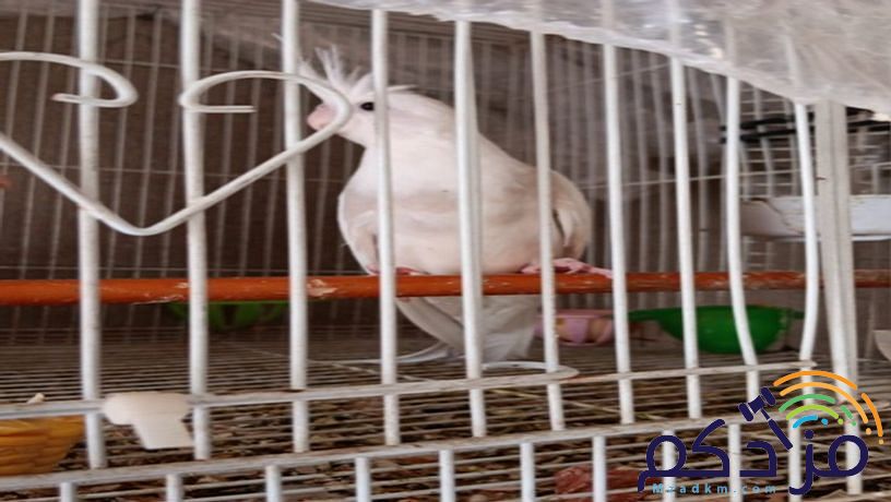 جوز كروان منتج مع فروخه