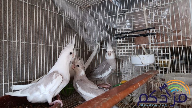 جوز كروان منتج مع فروخه