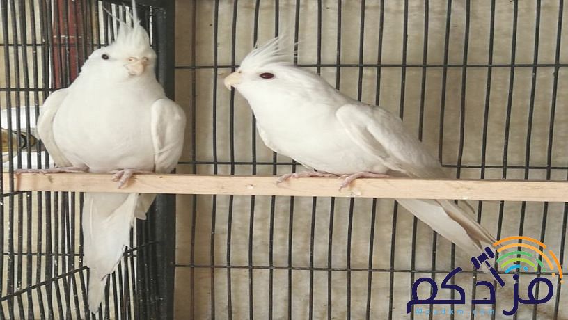 جوز كروان منتج مع فروخه