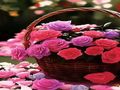 اسمنت بورد قرميد