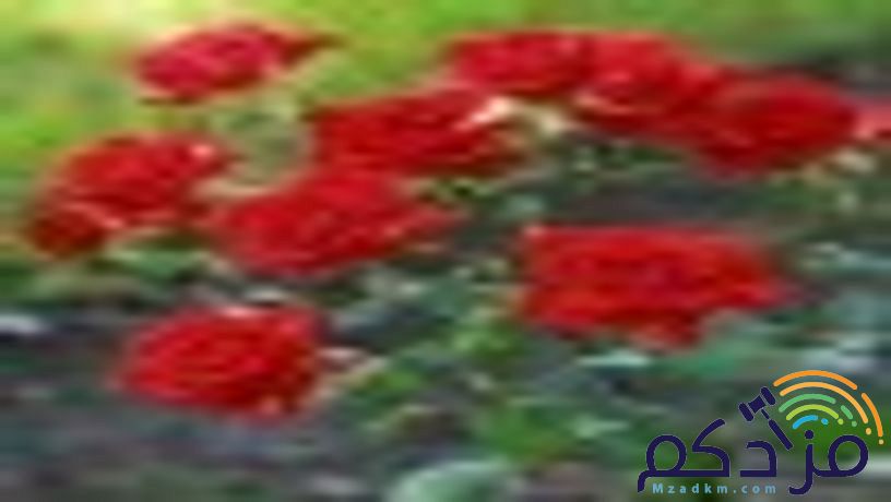 اسمنت بورد قرميد