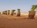 شبوك اسياج امنيه وتوريد وزراعة النخيل