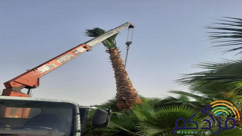شبوك اسياج امنيه وتوريد وزراعة النخيل