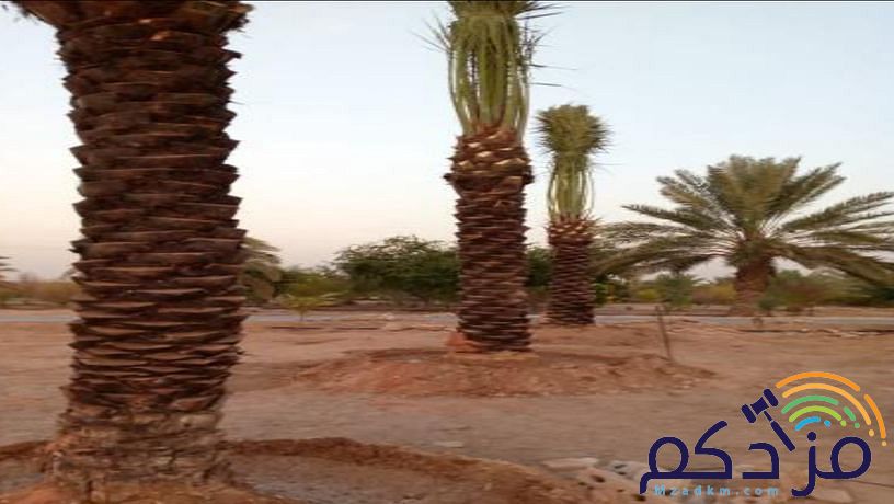 شبوك اسياج امنيه وتوريد وزراعة النخيل