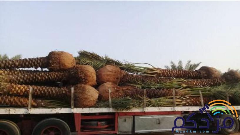 شبوك اسياج امنيه وتوريد وزراعة النخيل