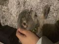 قطوه سكوتش دبل فولد معقمه ومطعمه.
