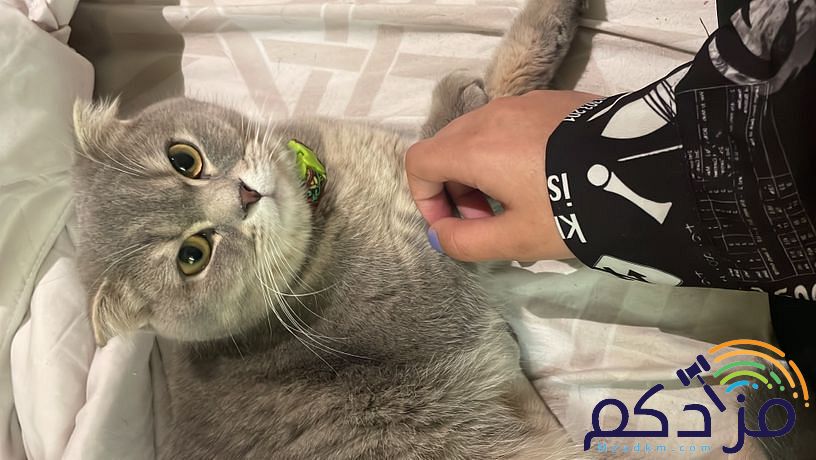 قطوه سكوتش دبل فولد معقمه ومطعمه.