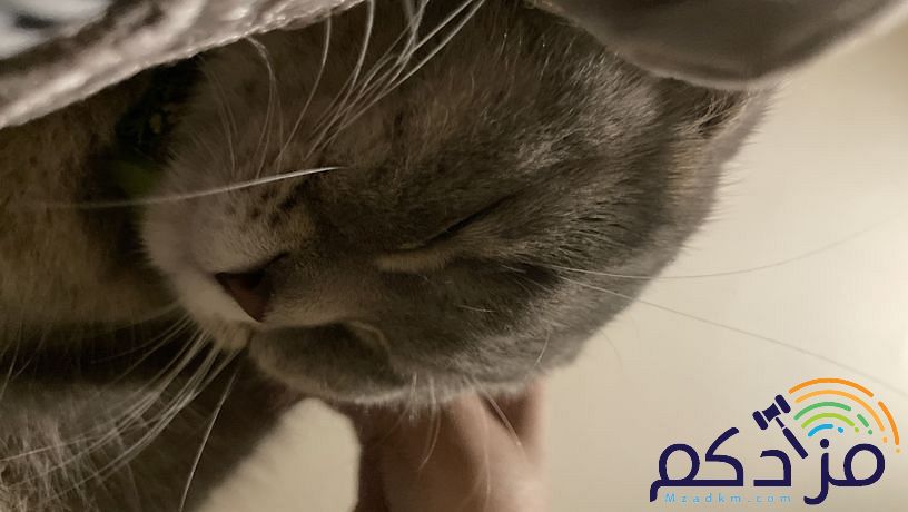 قطوه سكوتش دبل فولد معقمه ومطعمه.