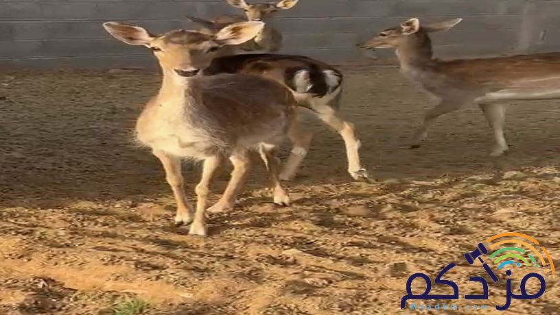 غزلان هولاندية